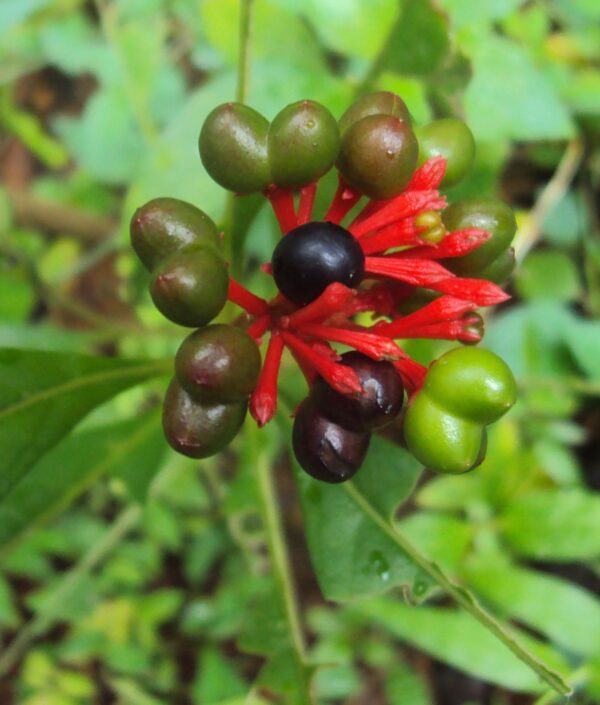 RED SERPENTINA (RAUWOLFIA SERPENTINA)