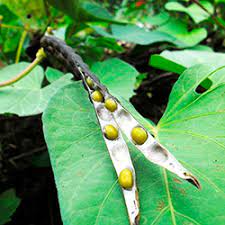 VIGNA RADIATA (VIGNA RADIATA VAR, SUBLOBATA) - Kerala Naturals