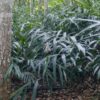 LESSER GALANGAL (ALPINIA GALANGA) - Image 3