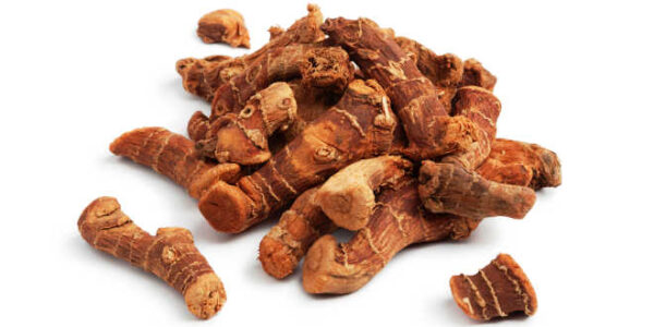 LESSER GALANGAL (ALPINIA GALANGA)