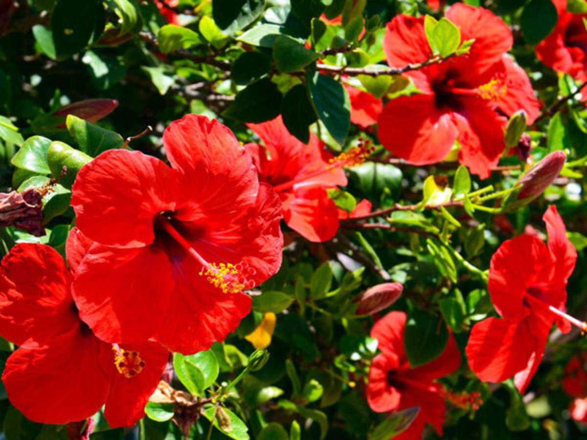 Hibiscus flower benefits for hair deals