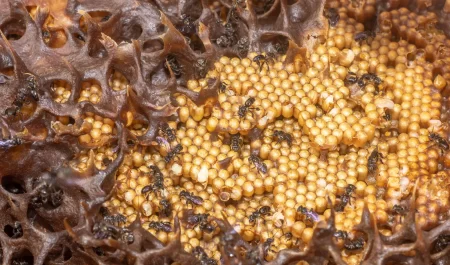 stingless bee hive